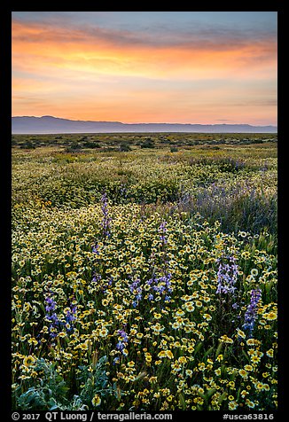 Sunrise over carpet of spring wildflowers. Carrizo Plain National Monument, California, USA (color)