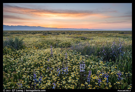 Dense wildflower mat and Temblor Range at sunrise. Carrizo Plain National Monument, California, USA (color)