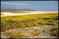 Wildflowers and salt bed bordering Soda Lake. Carrizo Plain National Monument, California, USA ( color)
