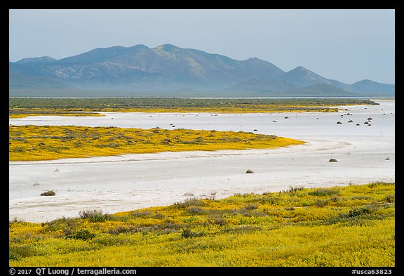 Wildflowers and salt lake. Carrizo Plain National Monument, California, USA (color)