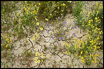 Close-up of tidytips, hillside daisies, phacelia, and mud cracks. Carrizo Plain National Monument, California, USA ( color)