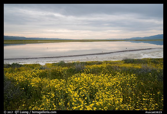 Wildflowers and pond. Carrizo Plain National Monument, California, USA (color)