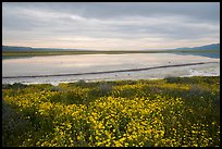 Wildflowers and pond. Carrizo Plain National Monument, California, USA ( color)