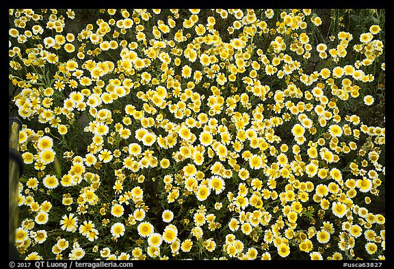 Close up of tidytips. Carrizo Plain National Monument, California, USA (color)