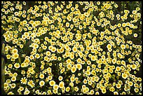 Close up of tidytips. Carrizo Plain National Monument, California, USA ( color)