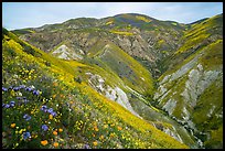 Phacelia, poppies, goldfields, Temblor Range hills. Carrizo Plain National Monument, California, USA ( color)