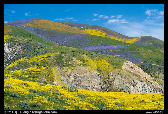 Hills covered with multicolored flower carpets. Carrizo Plain National Monument, California, USA (color)