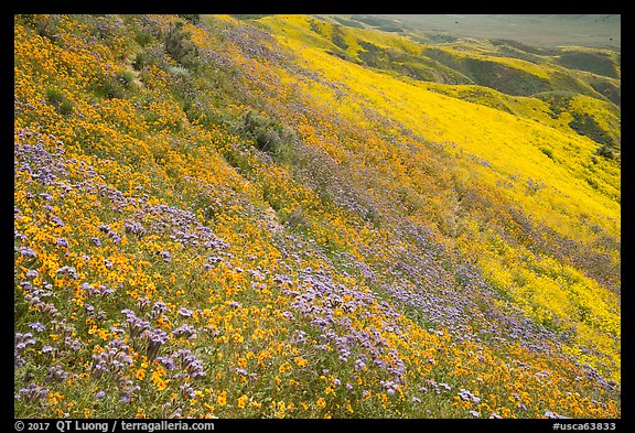 Tansy Phacelia, blazing stars, and daisies carpet entire hillside. Carrizo Plain National Monument, California, USA (color)
