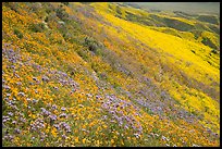 Tansy Phacelia, blazing stars, and daisies carpet entire hillside. Carrizo Plain National Monument, California, USA ( color)