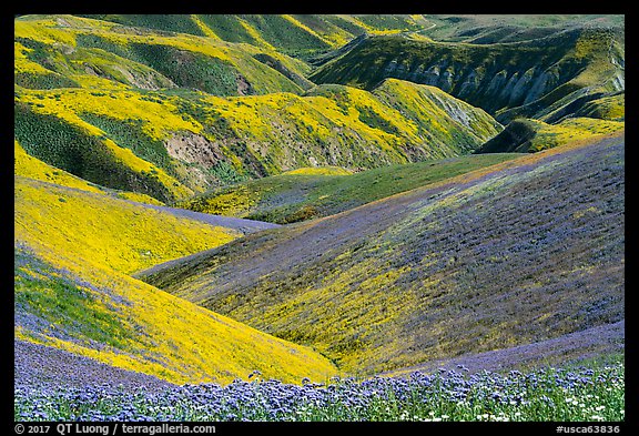 Gully covered with yellow daisies and purple phacelia. Carrizo Plain National Monument, California, USA (color)