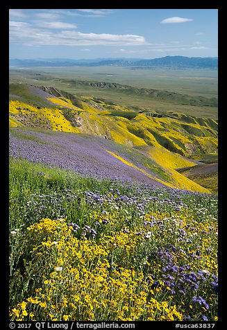 Field of hillside daisies and phacelia on Temblor Range hills above Carrizo Plain. Carrizo Plain National Monument, California, USA (color)