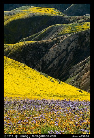 Blazing stars, phacelia, hillside daisies, and folds. Carrizo Plain National Monument, California, USA (color)