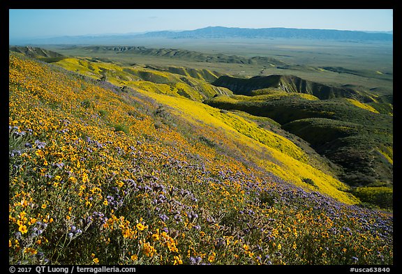 San Joaquin blazing stars and phacelia on Temblor Range hills above valley. Carrizo Plain National Monument, California, USA (color)