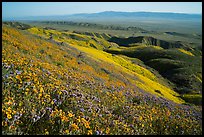 San Joaquin blazing stars and phacelia on Temblor Range hills above valley. Carrizo Plain National Monument, California, USA ( color)