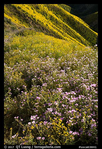Wildflower mat and hillside slopes. Carrizo Plain National Monument, California, USA (color)