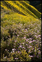 Wildflower mat and hillside slopes. Carrizo Plain National Monument, California, USA ( color)