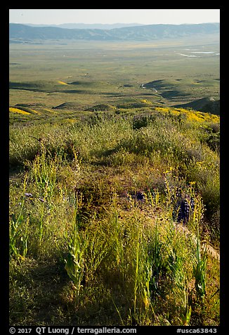 Desert Candles overlooking valley. Carrizo Plain National Monument, California, USA (color)
