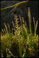 Desert Candles in bloom. Carrizo Plain National Monument, California, USA ( color)