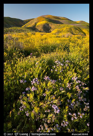 Foxtail grass and wildflowers, Temblor Range hills. Carrizo Plain National Monument, California, USA (color)