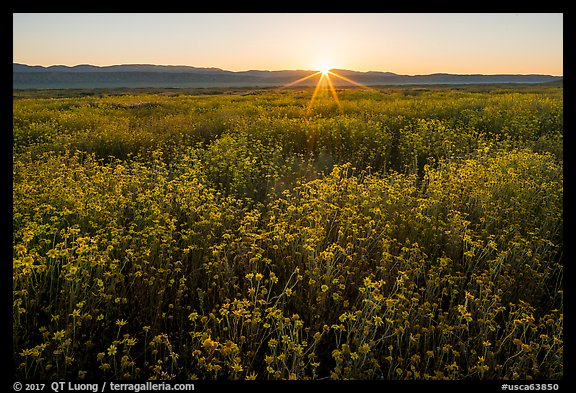 Sun rising over carpets of daisies. Carrizo Plain National Monument, California, USA (color)