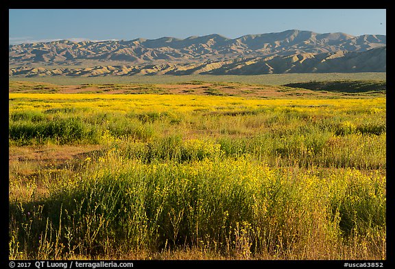 Valley floor covered by flowers, and Temblor Range. Carrizo Plain National Monument, California, USA (color)