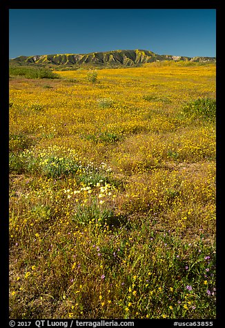 Wildflowers and Caliente Range. Carrizo Plain National Monument, California, USA (color)