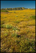 Wildflowers and Caliente Range. Carrizo Plain National Monument, California, USA ( color)
