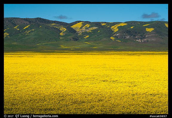 Wildflowers form solid yellow carpet below Caliente Range hills. Carrizo Plain National Monument, California, USA (color)