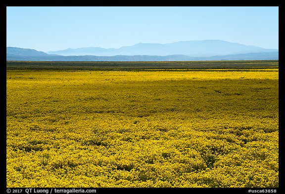 Dense carpet of yellow wildflowers on valley floor. Carrizo Plain National Monument, California, USA (color)