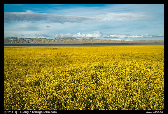 Solid carpet of yellow wildflowers and Temblor Range. Carrizo Plain National Monument, California, USA (color)