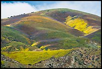 Hill with multicolored flower patches. Carrizo Plain National Monument, California, USA ( color)