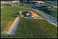 Aerial view of vineyard and winery in summer. Livermore, California, USA ( color)