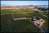 Aerial view of vineyards and wineries in summer. Livermore, California, USA ( color)
