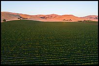Aerial view of vineyards and hills at sunset. Livermore, California, USA ( color)