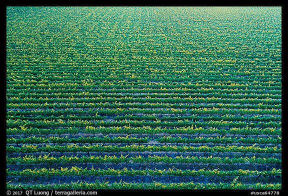 Aerial view of rows of vines in summer. Livermore, California, USA (color)