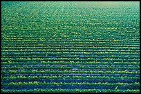 Aerial view of rows of vines in summer. Livermore, California, USA ( color)