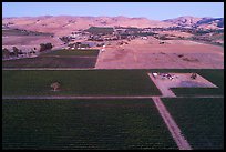Aerial view of vineyards and hills at dusk. Livermore, California, USA ( color)