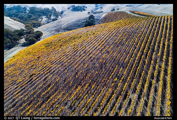 Aerial view of hillside rows of vines in autumn. Livermore, California, USA (color)