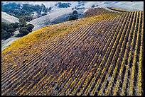 Aerial view of hillside rows of vines in autumn. Livermore, California, USA ( color)