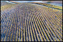 Aerial view of rows of vines on hill in autumn. Livermore, California, USA ( color)
