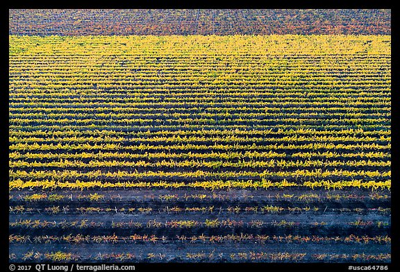Aerial view of multicolored rows of vines in autumn. Livermore, California, USA (color)
