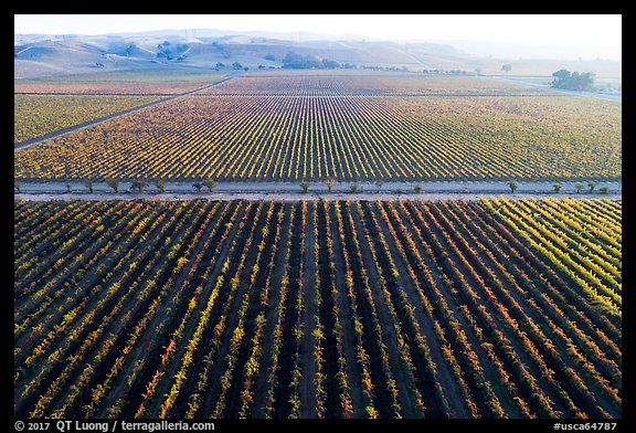 Aerial view of vineyards and hazy hills in autumn. Livermore, California, USA (color)
