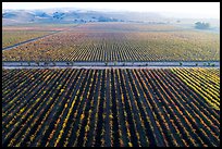 Aerial view of vineyards and hazy hills in autumn. Livermore, California, USA ( color)