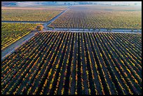 Aerial view of vineyards in autumn. Livermore, California, USA ( color)
