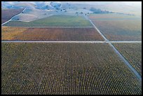 Aerial view of multicolored vineyards in autumn. Livermore, California, USA ( color)