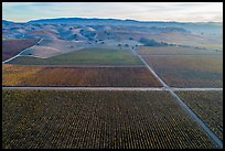 Aerial view of multicolored vineyards and hills in autumn. Livermore, California, USA ( color)
