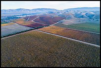 Aerial view of multicolored vineyards and hills in the fall. Livermore, California, USA ( color)