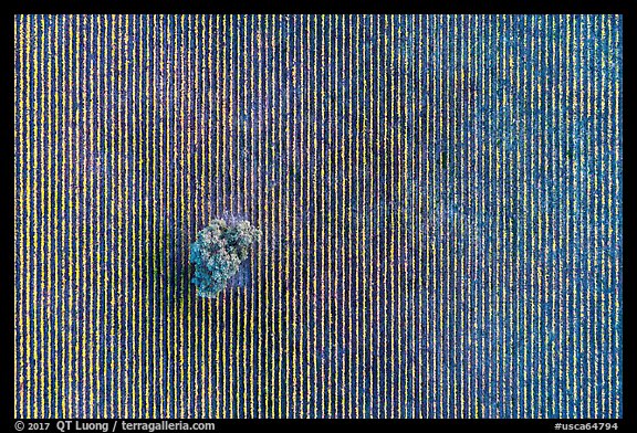 Aerial view of rows of vines and tree looking straight down. Livermore, California, USA (color)