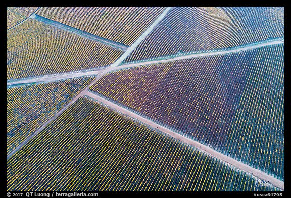 Aerial view of rows of vines and paths in autumn. Livermore, California, USA (color)