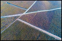 Aerial view of rows of vines and paths in autumn. Livermore, California, USA ( color)